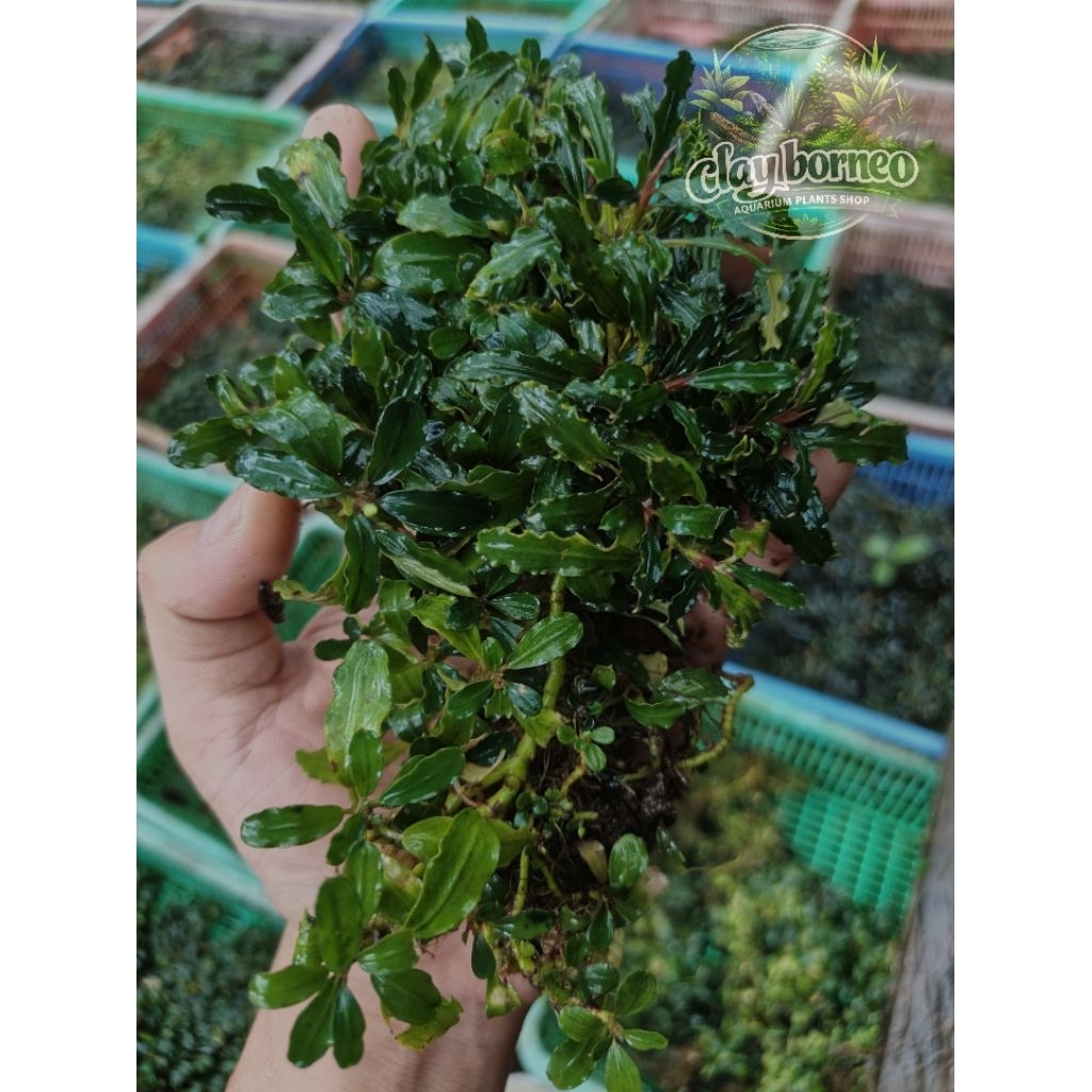 bucephalandra medium  powder