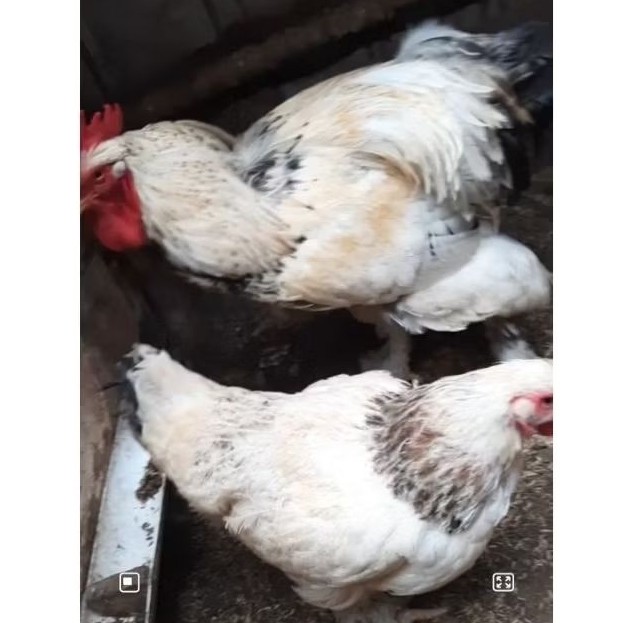 sepasang ayam brahma baca deskripsi