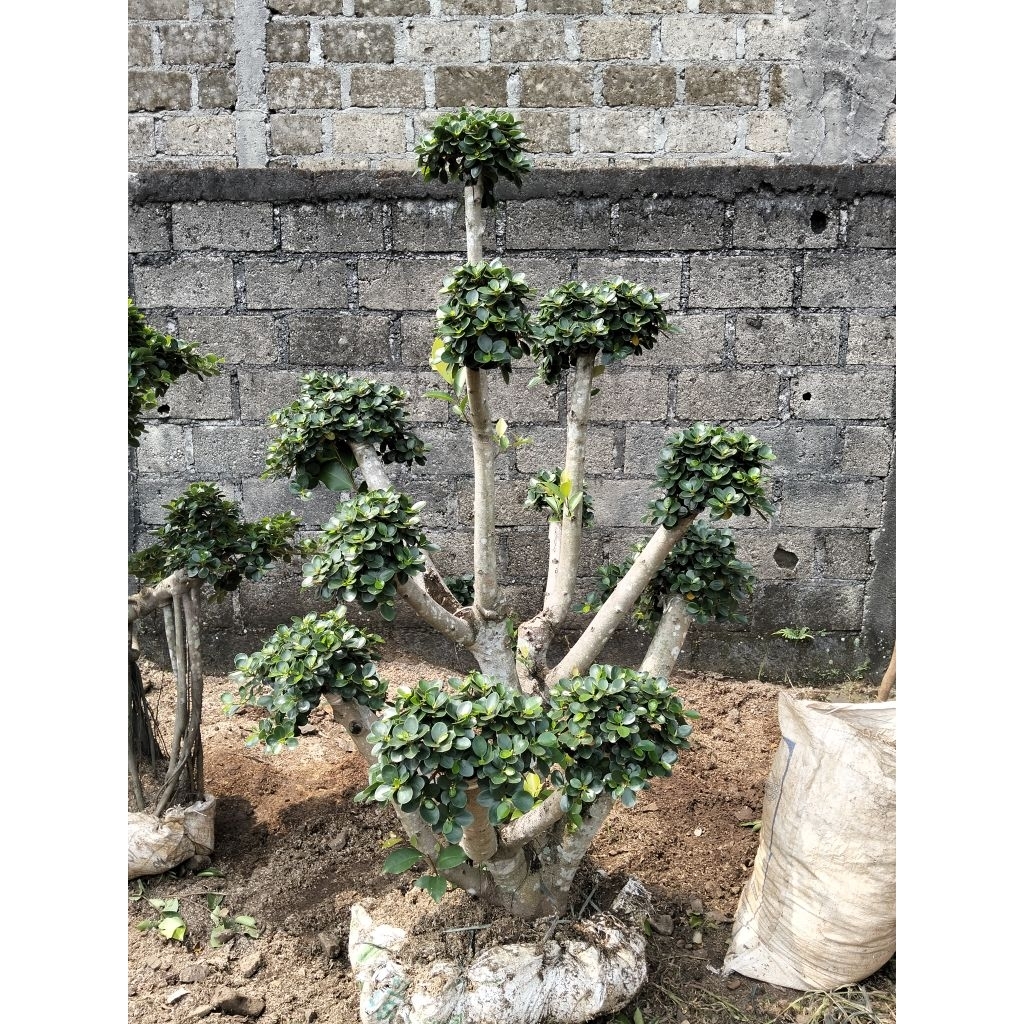 Bonsai dolar Korea mikro bonsai taman Bonsai dolar Korea mini bonsai dolar Korea mikro tinggi 150,cm