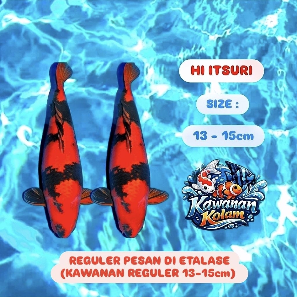 ( HI UTSURI ) Sepasang Koi Blitar Size ( 13-15cm )