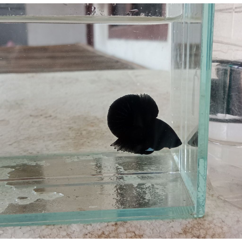 cupang super black