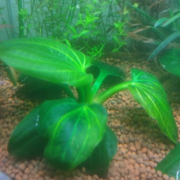 Echiodorus iguazu 2009 size L full air,tanaman aquascape real foto
