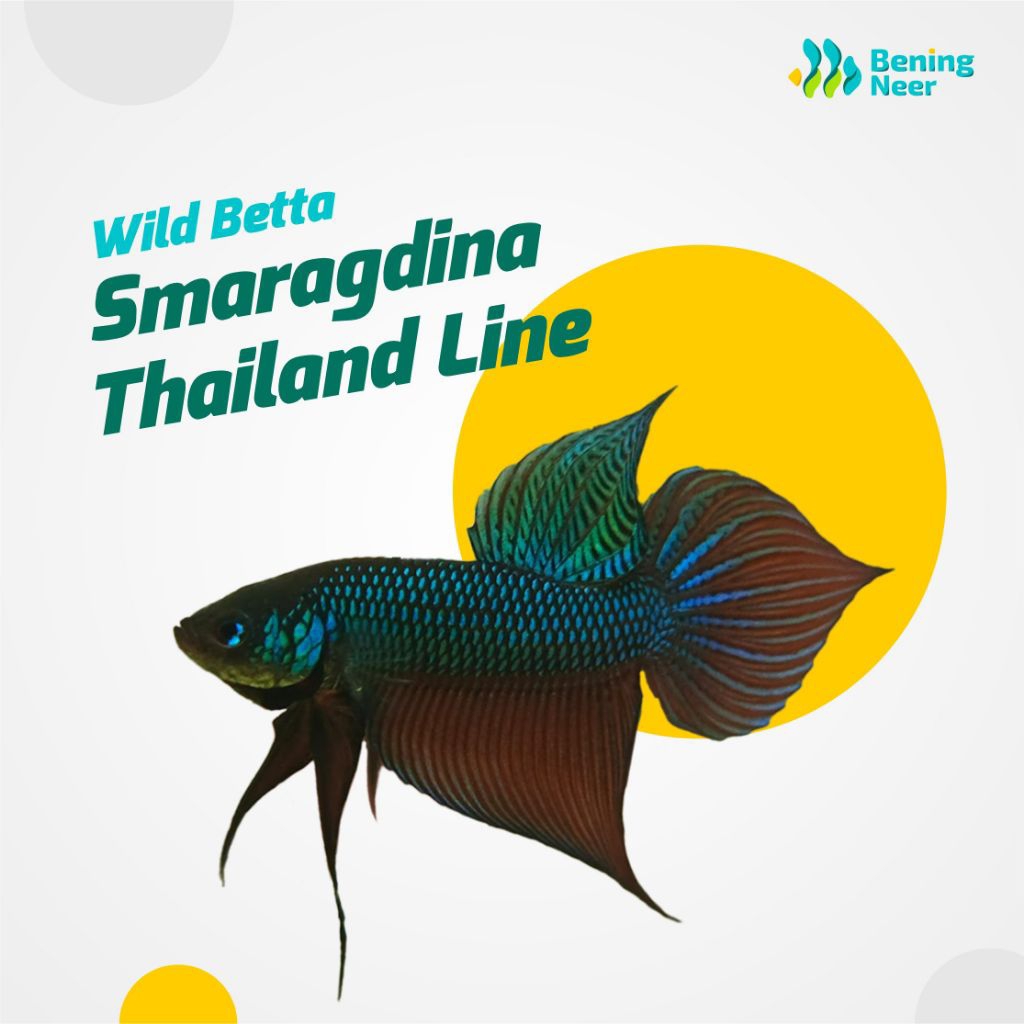 [Bening Neer] Wild Betta - Smaragdina Thailand Line