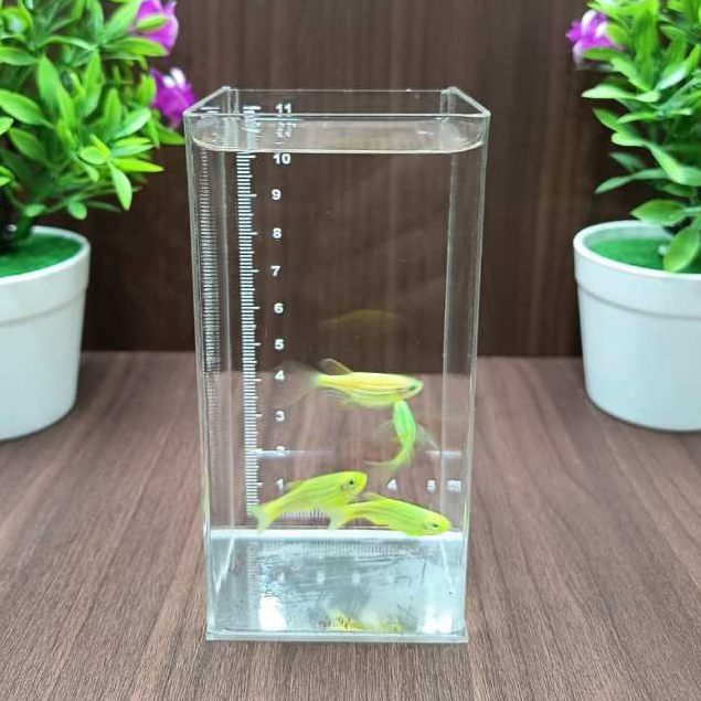 Akuarium Custom 7x7x10 Cm Pake Grafir Centi Meter Bahan Akrilik Soliter Cupang Glofish