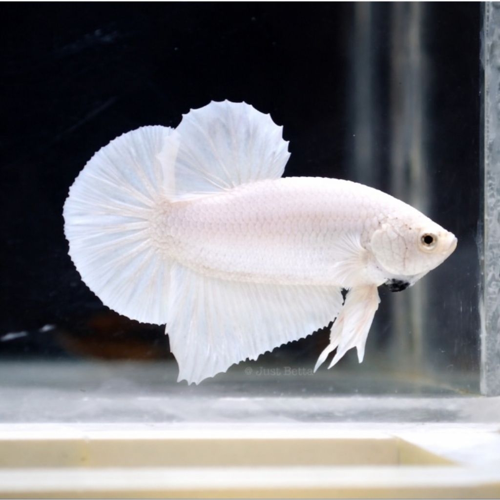 ikan cupang Halfmoon White Platinum