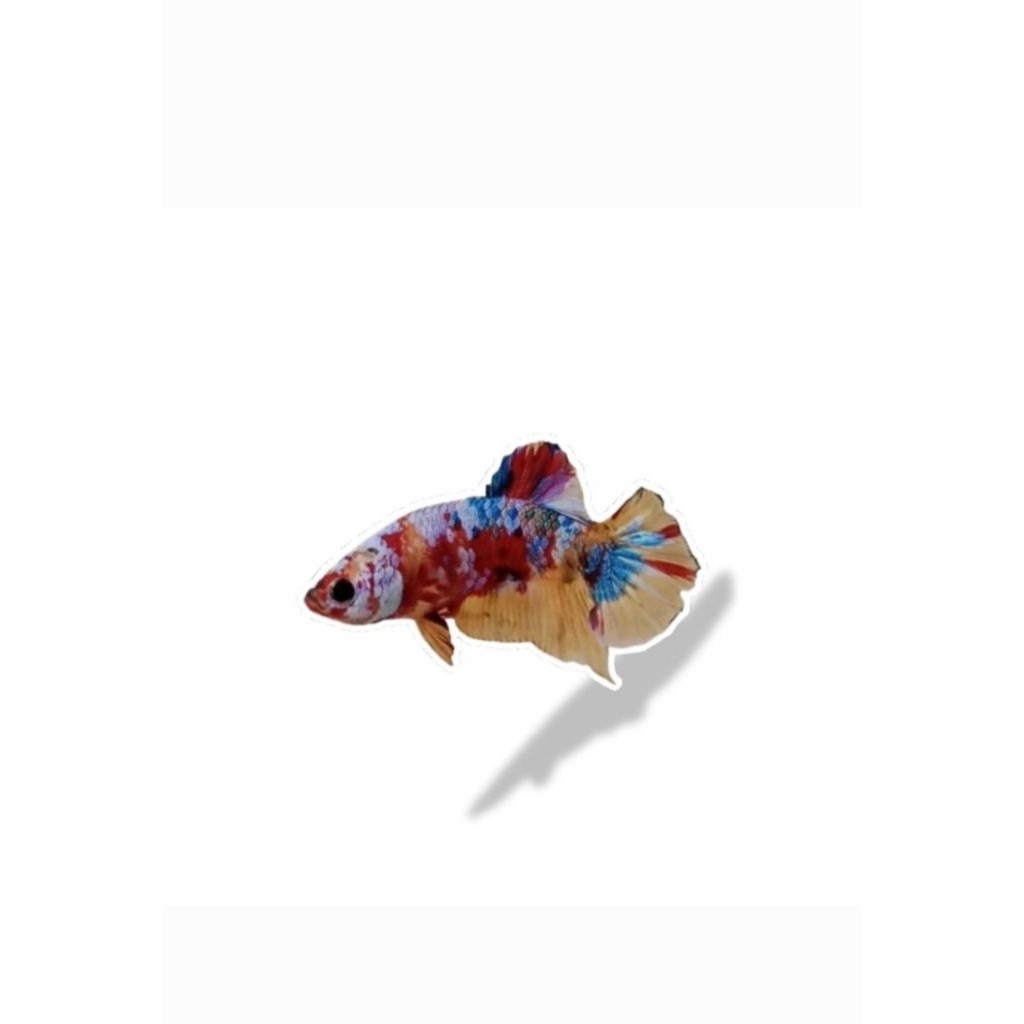 ikan cupang Plakat Multicolor