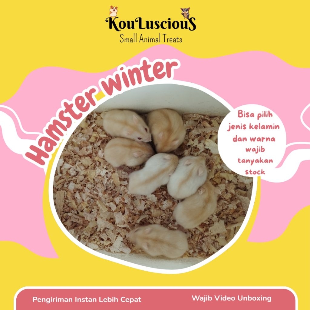 Hamster winter white anak hamster ww Winter hamster