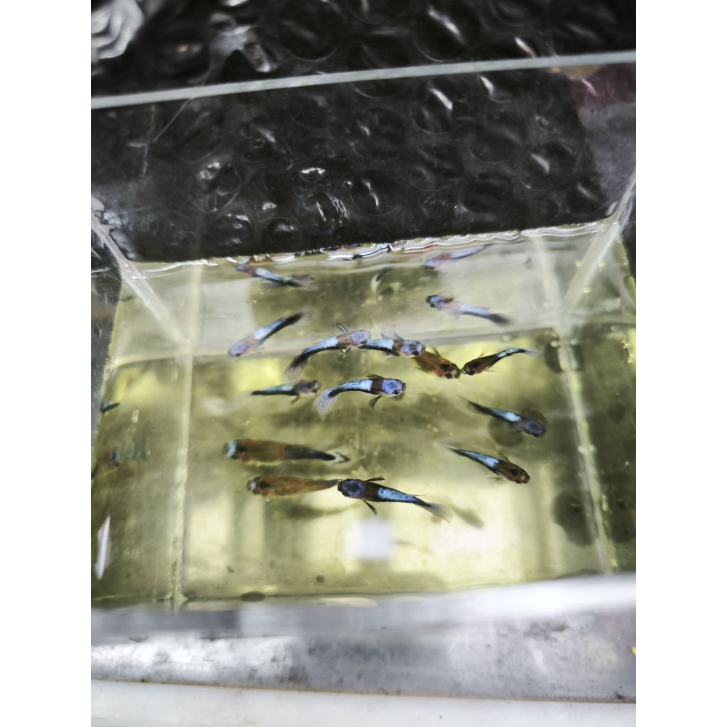 guppy blue koi