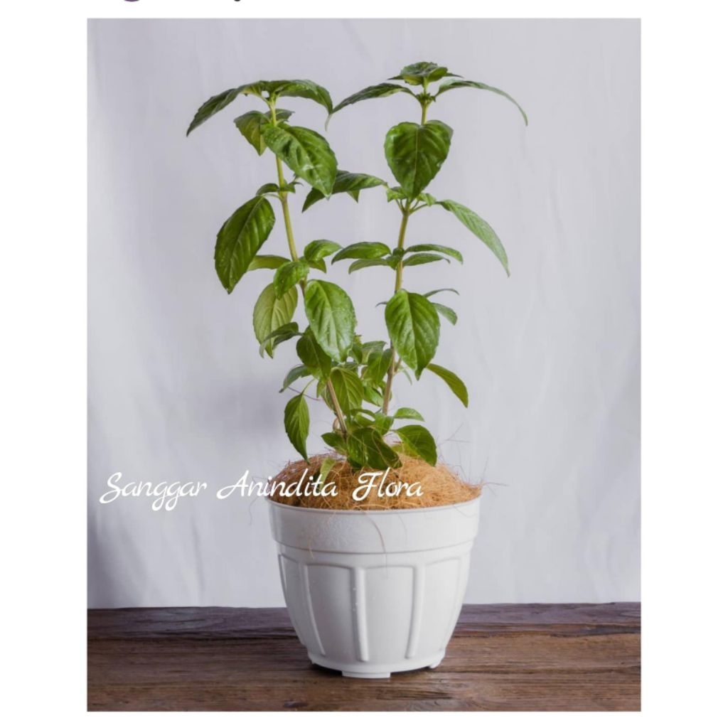 tanaman daun basil/bibit tanaman daun basil