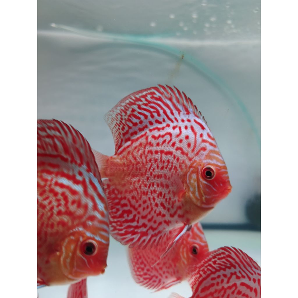 Discus Leopard 3inc