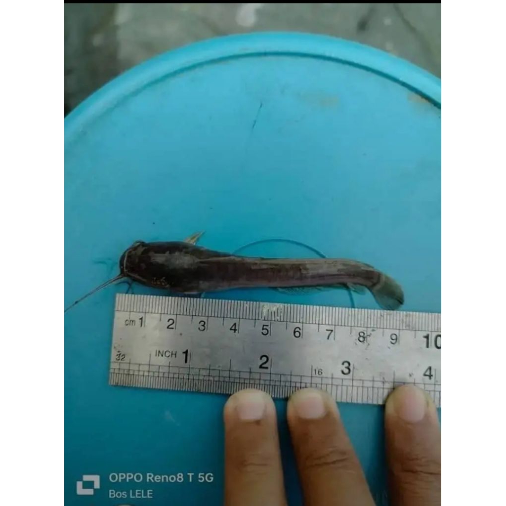 BIBIT LELE DUMBO PANJANG 8-9 CM (isi 500 ekor)