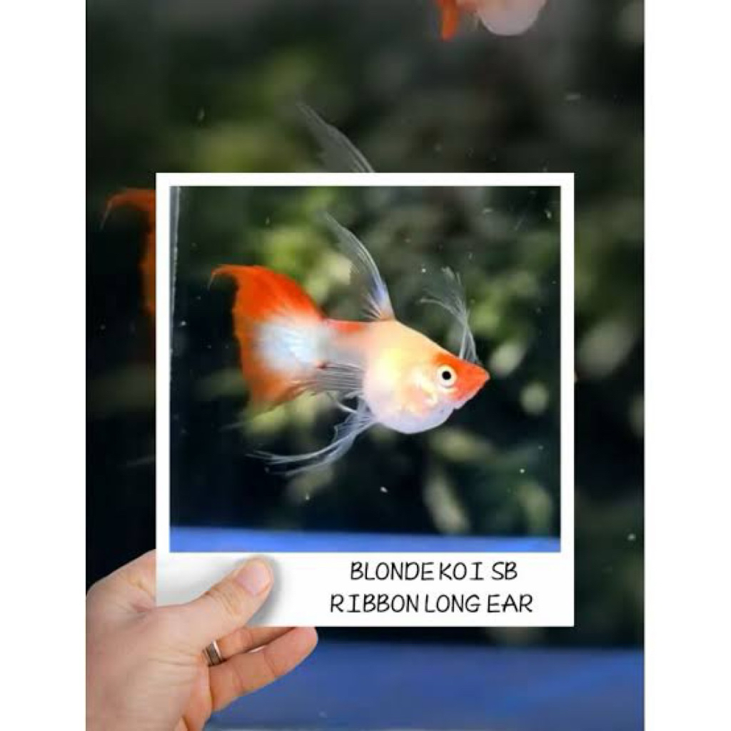 GUPPY BLONDE KOI SHORTBODY RIBBON GEN FIN C
