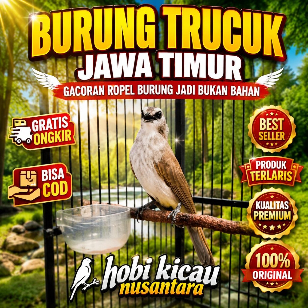Burung Trucuk Jawa timur Gacoran Ropel burung jadi bukan bahan trocok trucukan