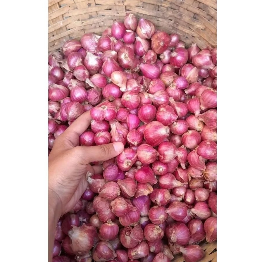 Bawang Merah Probolinggo 1kg/Bawang Merah Probolinggo
