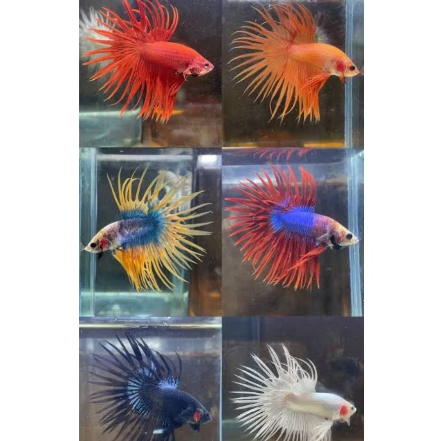 cupang serit crowtail/ct maskot kualitas sehat dan cantik+free pakan