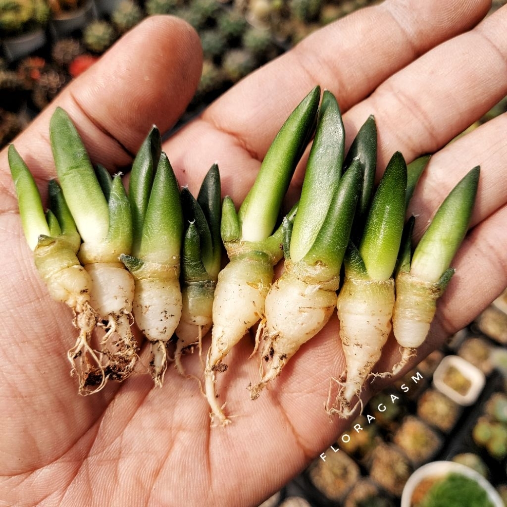 Ariocarpus retusus hybrid - Seed grown - Tanaman Hias Dekorasi Rumah dan Taman