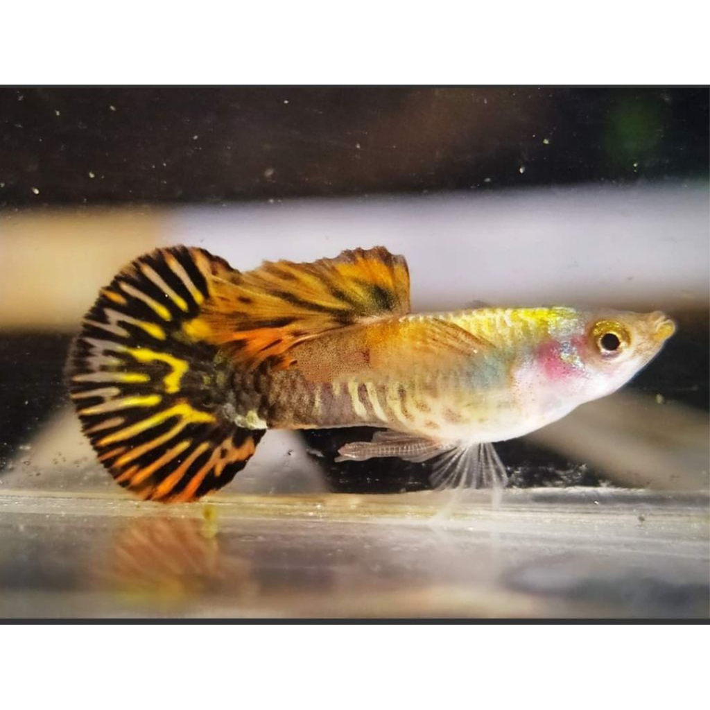 Guppy Medusa ekor Roundtail Sepasang Kebutuhan Aquarium