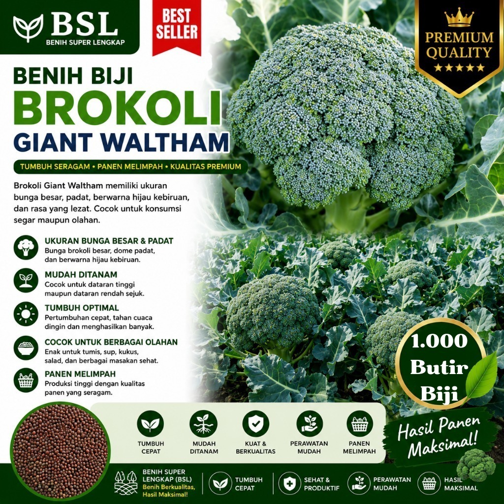 ( 1.000 Butir ) Benih Biji Brokoli Giant Waltham | Brokoli Waltham | UKI BIBIT