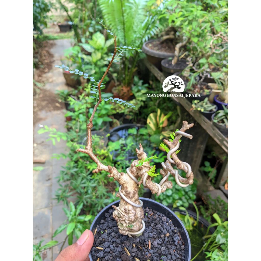 Bonsai Operculicarya pachypus bonsai mame Caudex plant