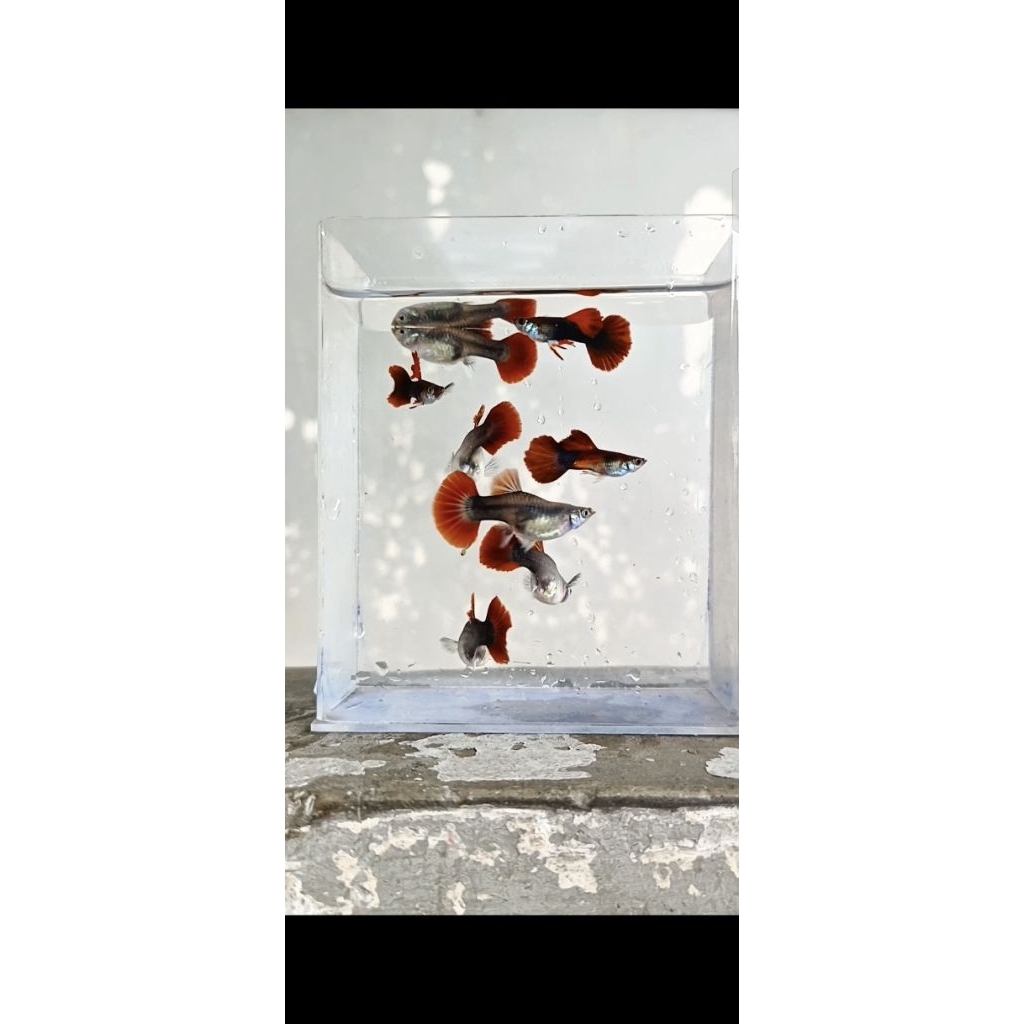 Ikan Guppy HB RED ( Half Black Red )