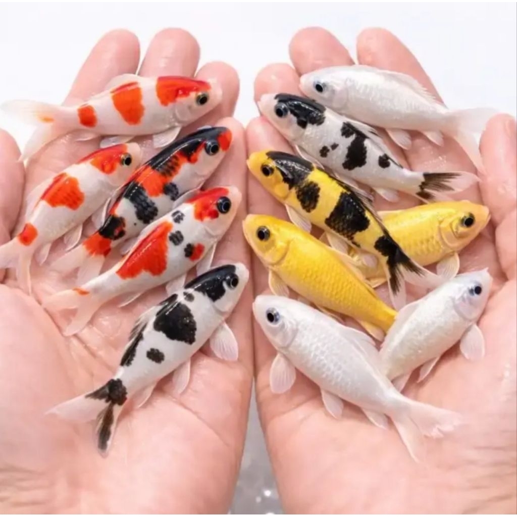 Paket Ikan Koi 3 Ekor - Kohaku, Sanke, Shiro, Showa, Warna Acak