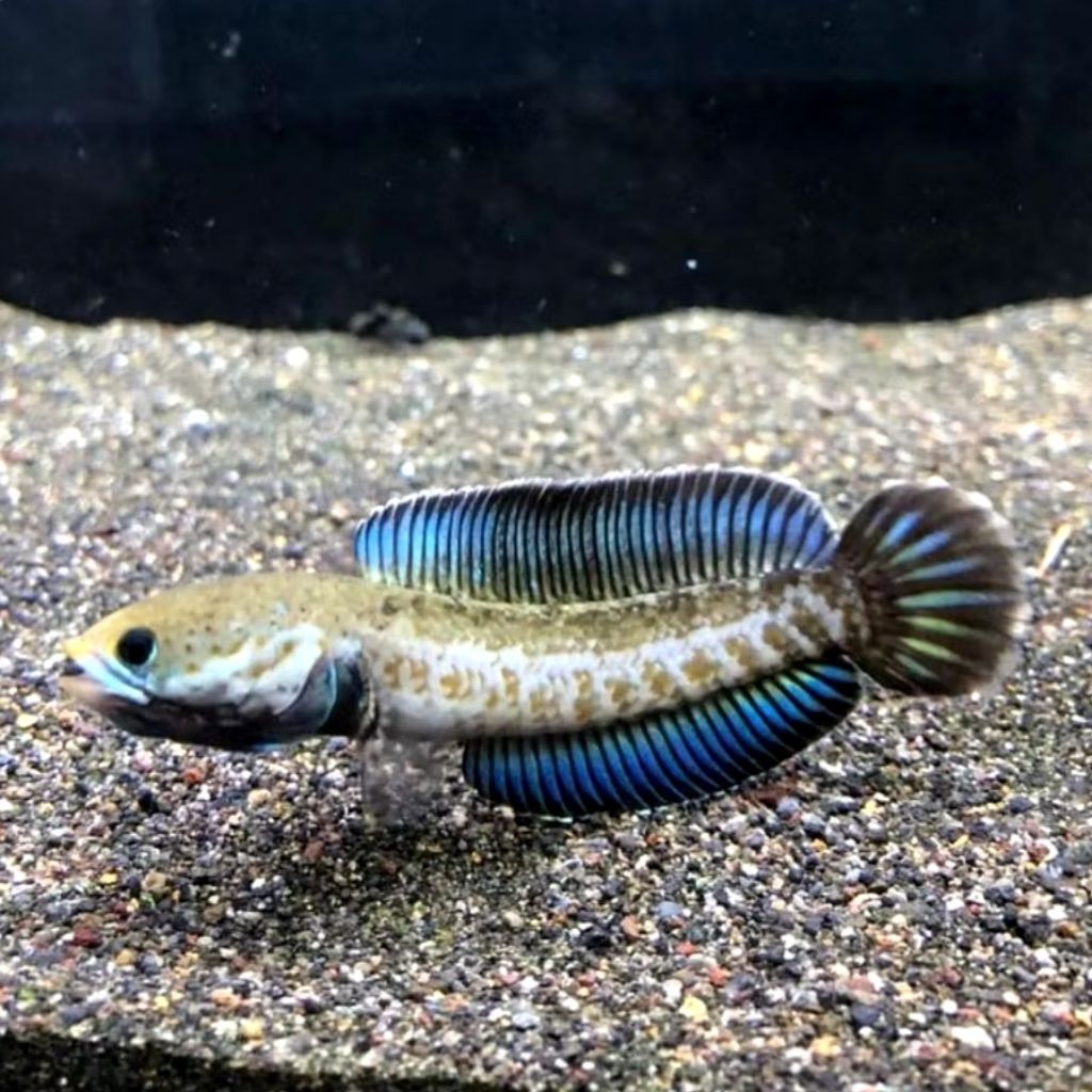 cana andrao 5-7 cm sortiran garansi gondrong grade A ikan canna andrao