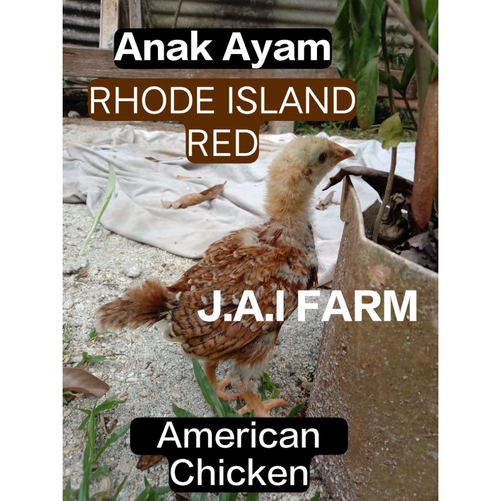 DOC / Anak ayam RIR RHODE ISLAND RED