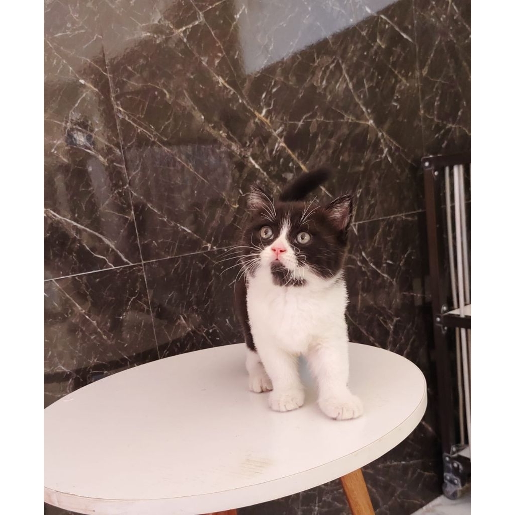 kucing shorthair bicolor