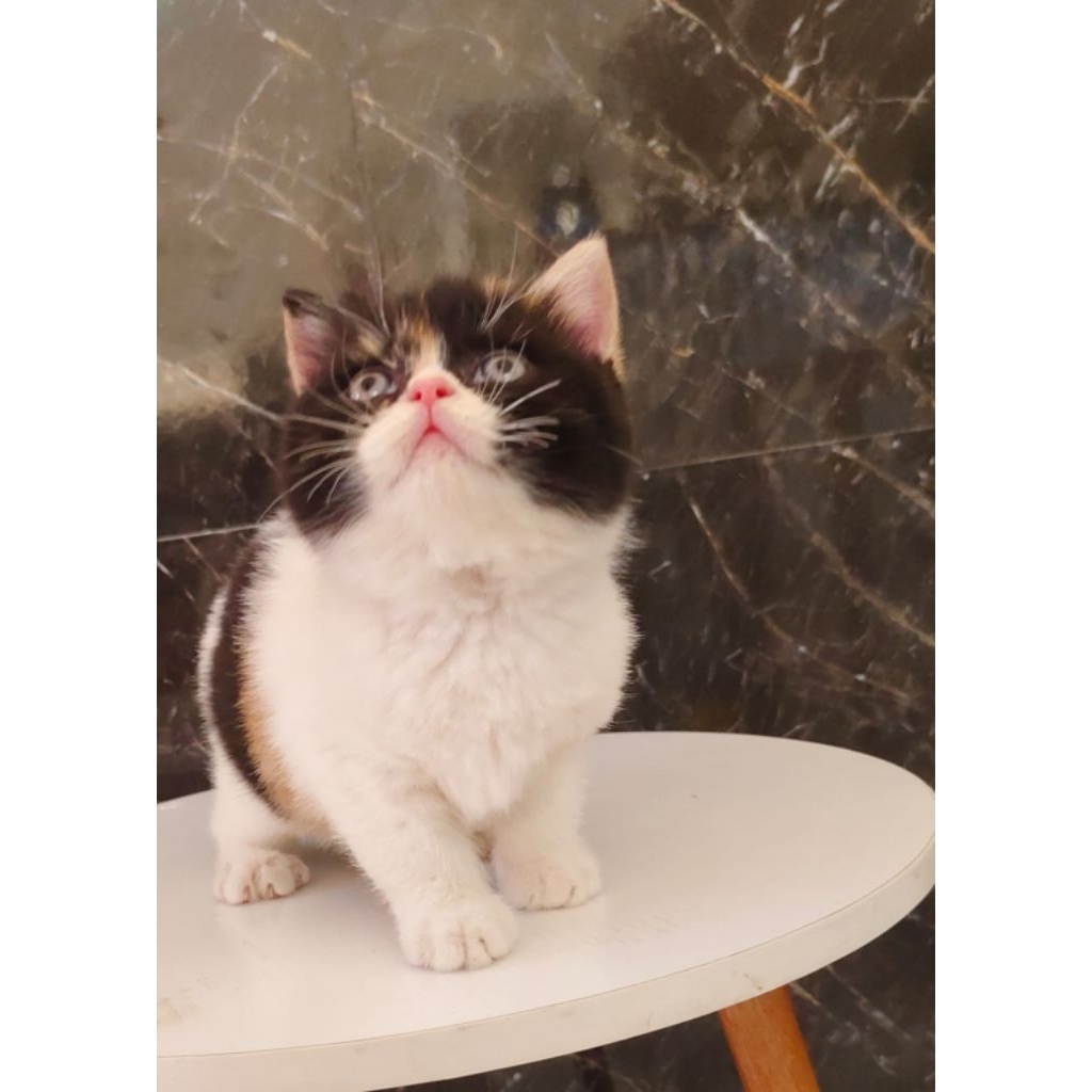 kucing Britishshorthair calico