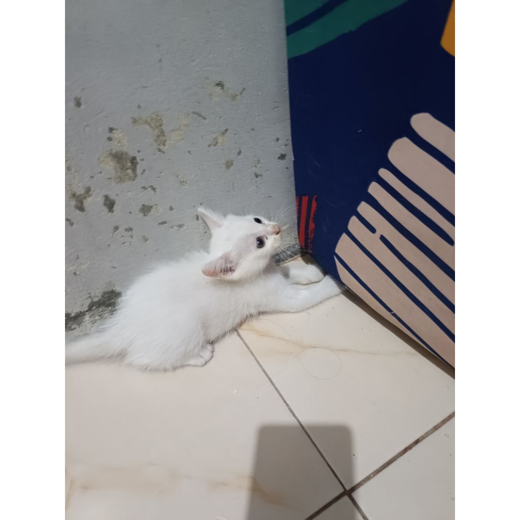 kitten anakan kucing persia