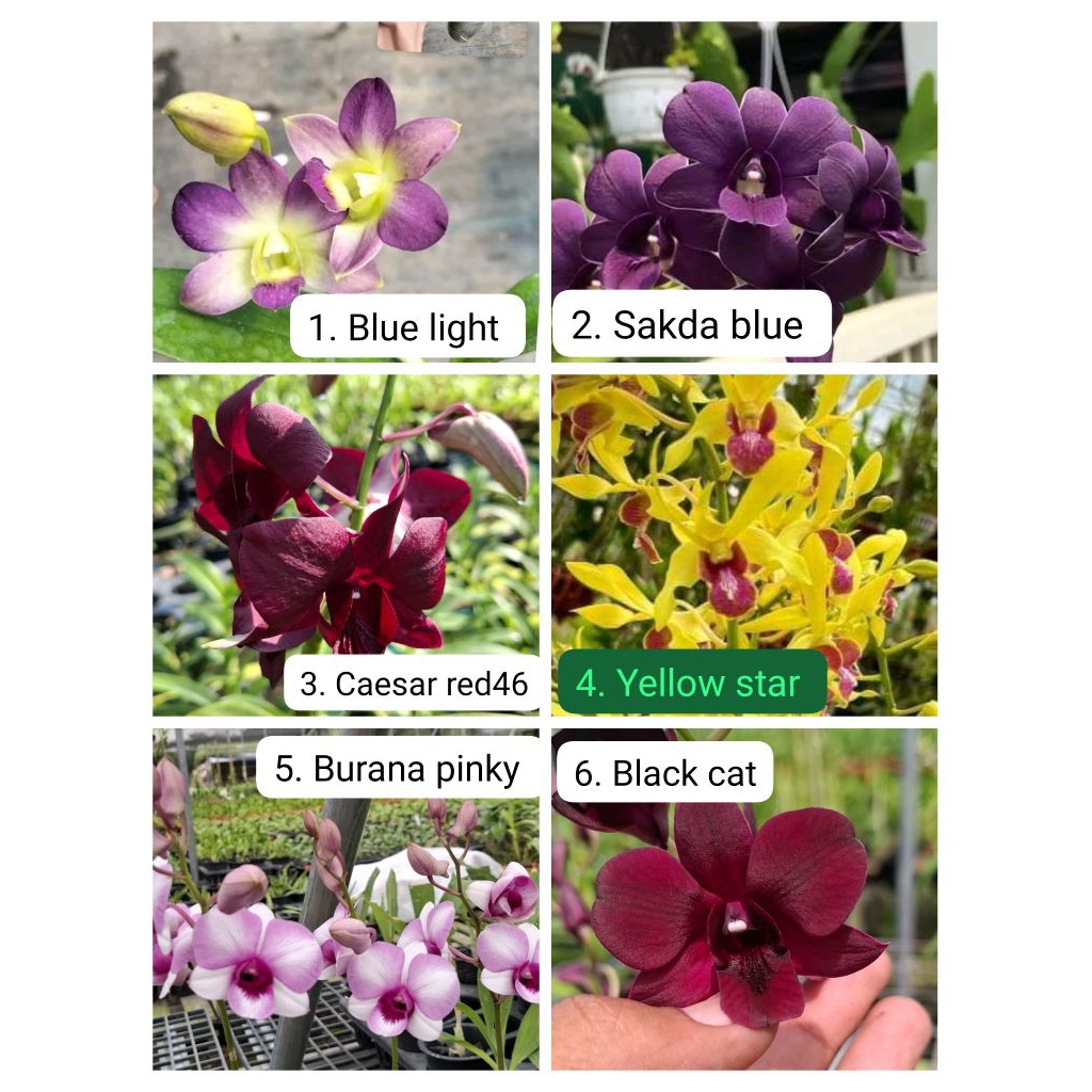 Dendrobium bulat dewasa