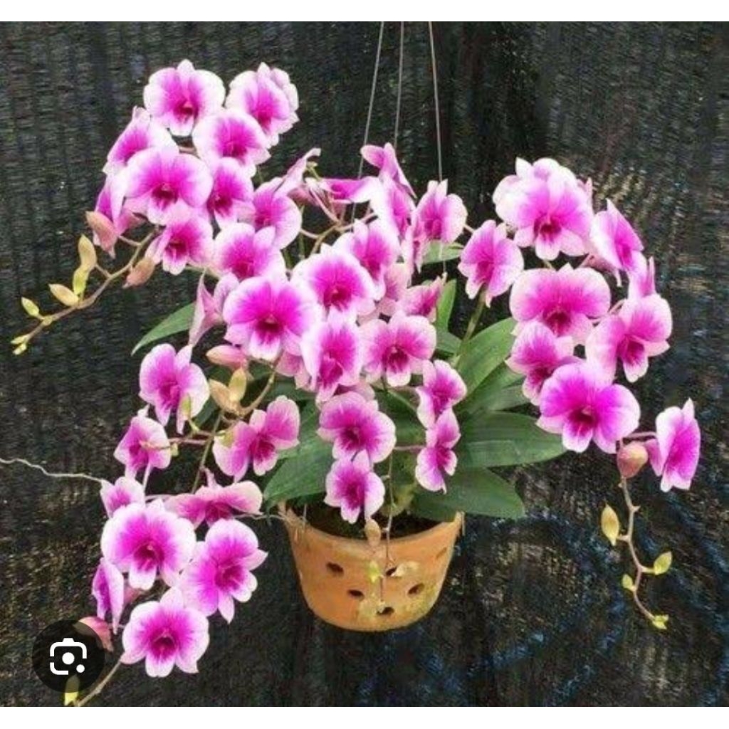 Dendrobium Yaya splash compactum dewasa