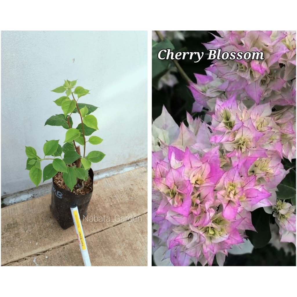 Bibit bougenvill Cherry blossom ORI