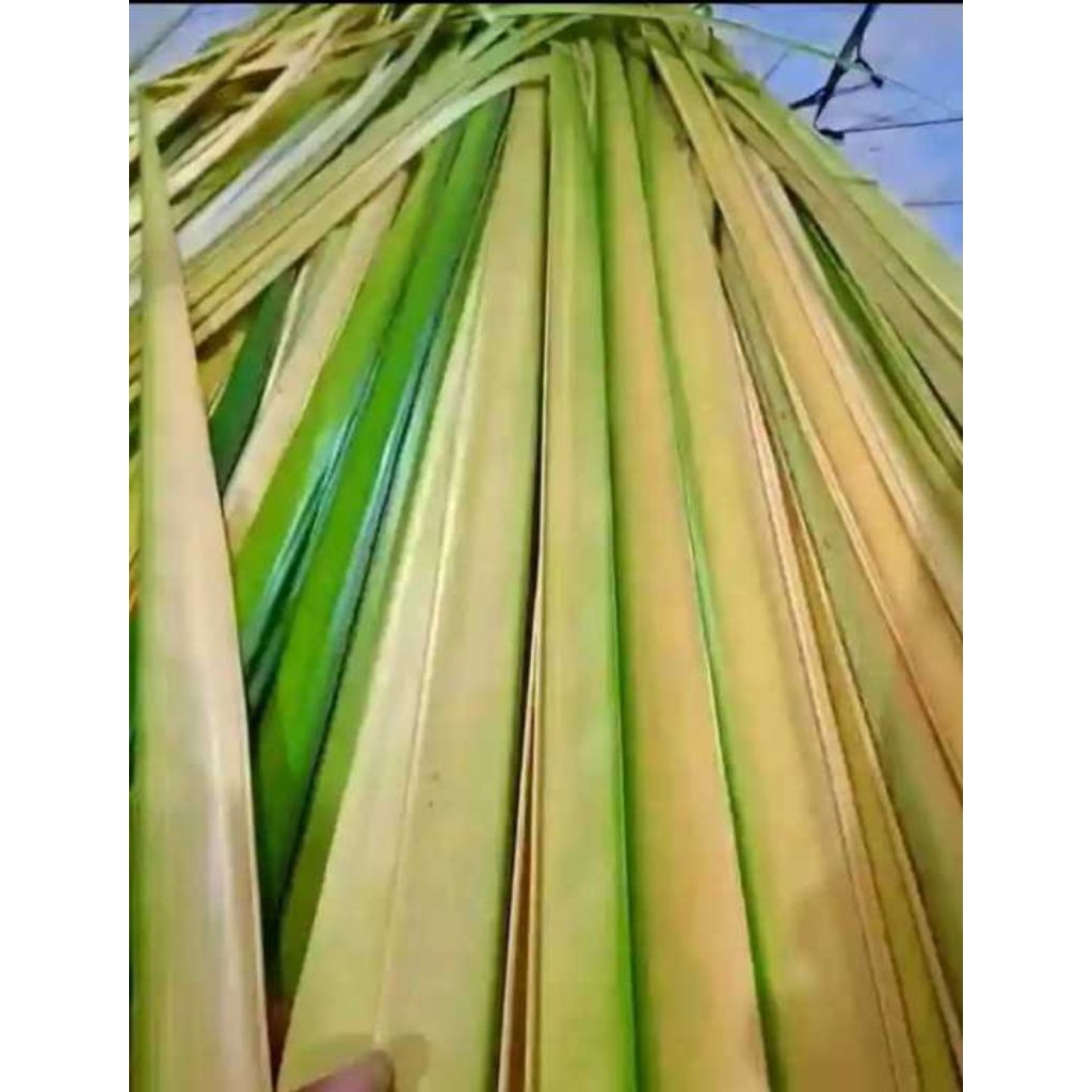 JANUR KUNING SEGAR (10 lembar )