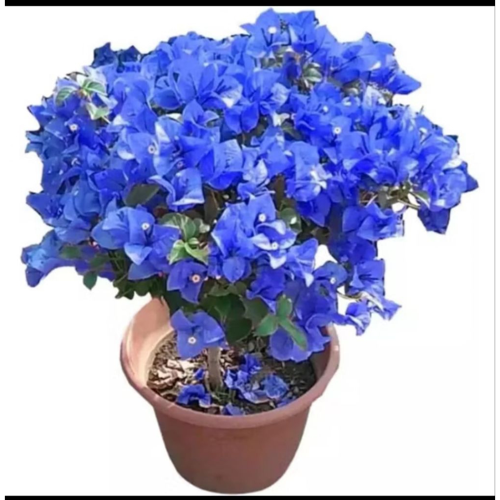 PROMO!! TANAMAN HIAS BOUGENVIL BUNGA KERTAS SOFT BIRU//BUNGA BIRU