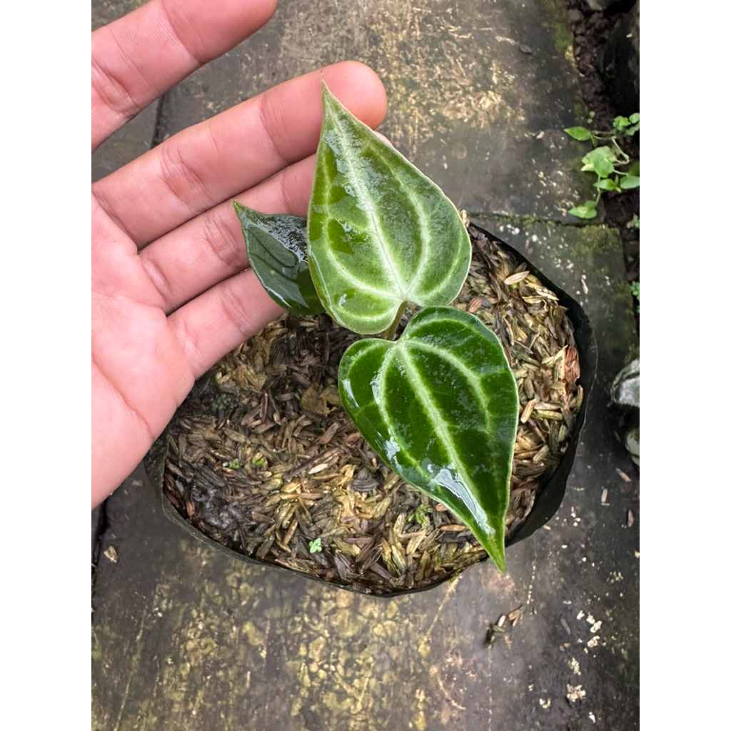 Tanaman Hias Antharium King Clarinervium / Kuping Gajah King Clarinervium / Kuping Gajah Tarantula K