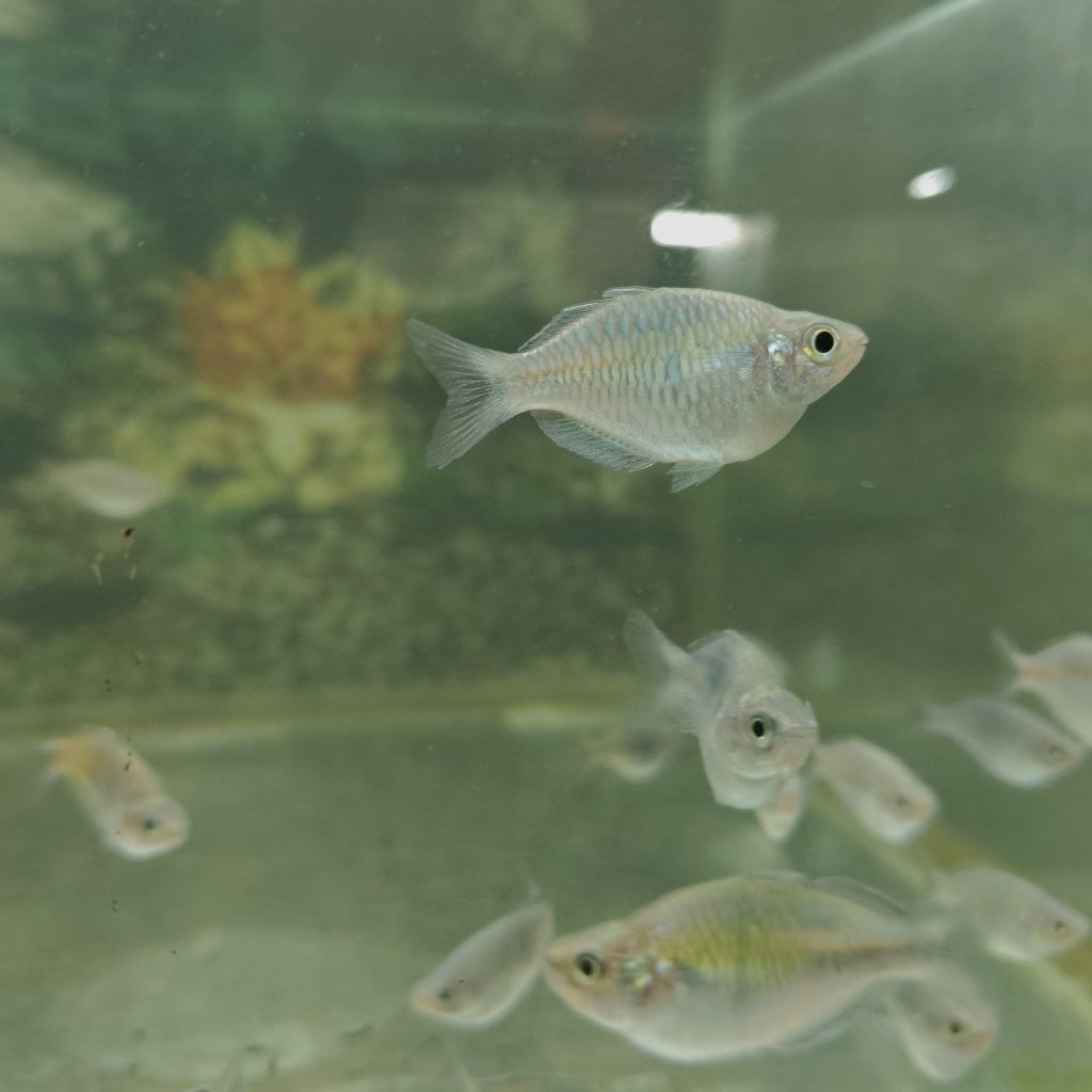 rainbow boesemani short body