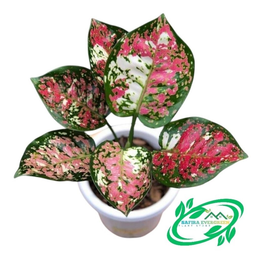 Aglonema Dud tricolor remaja | tanaman hias tricolor | Aglonema tricolor