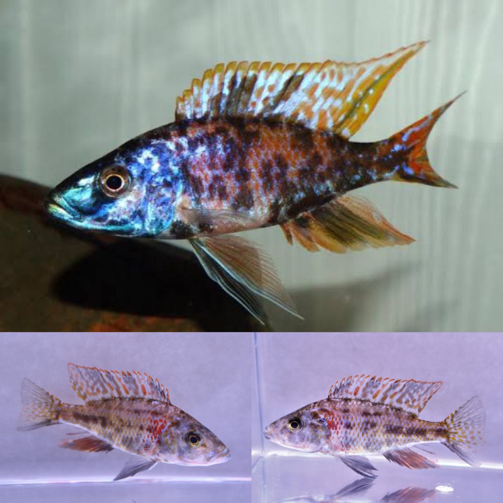 OB Jendral Cichlid