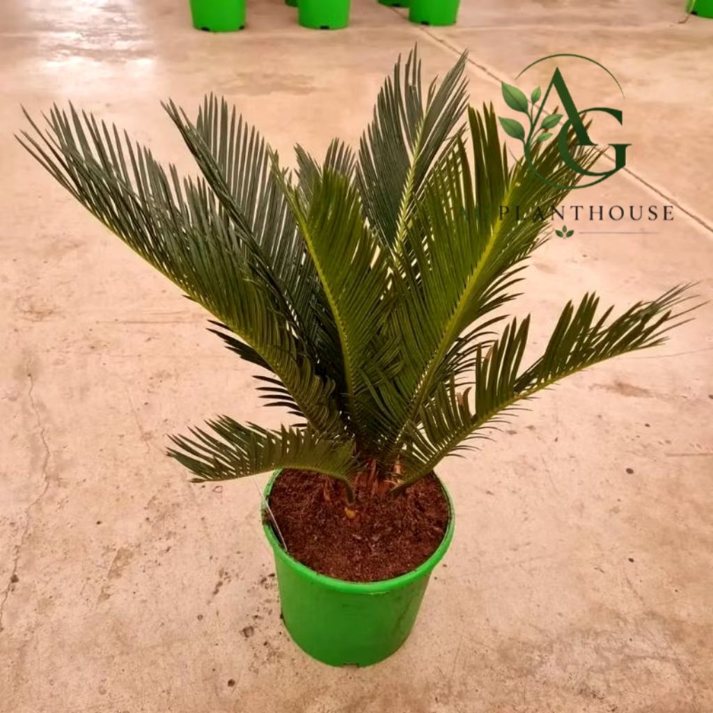 Tanaman Hias Sikas Jambe / Pohon Sikas Jambe Mawar