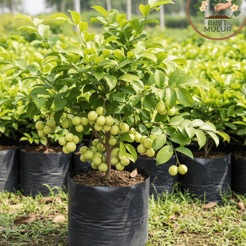 Bibit Cermai Manis/ Bibit Cerme Unggul/ Bibit Tanaman Buah Cermai Asli