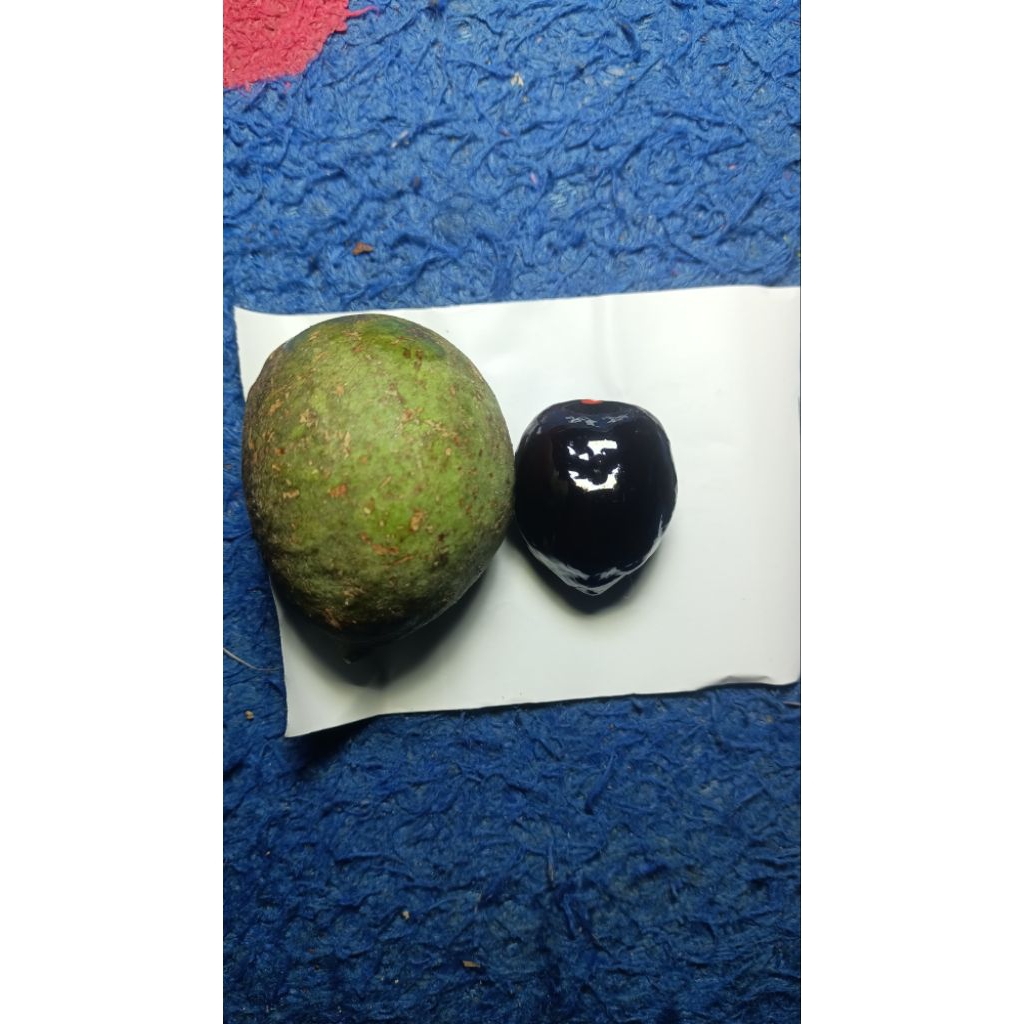 Muncang Adu Kojo Artisan Ori Indung