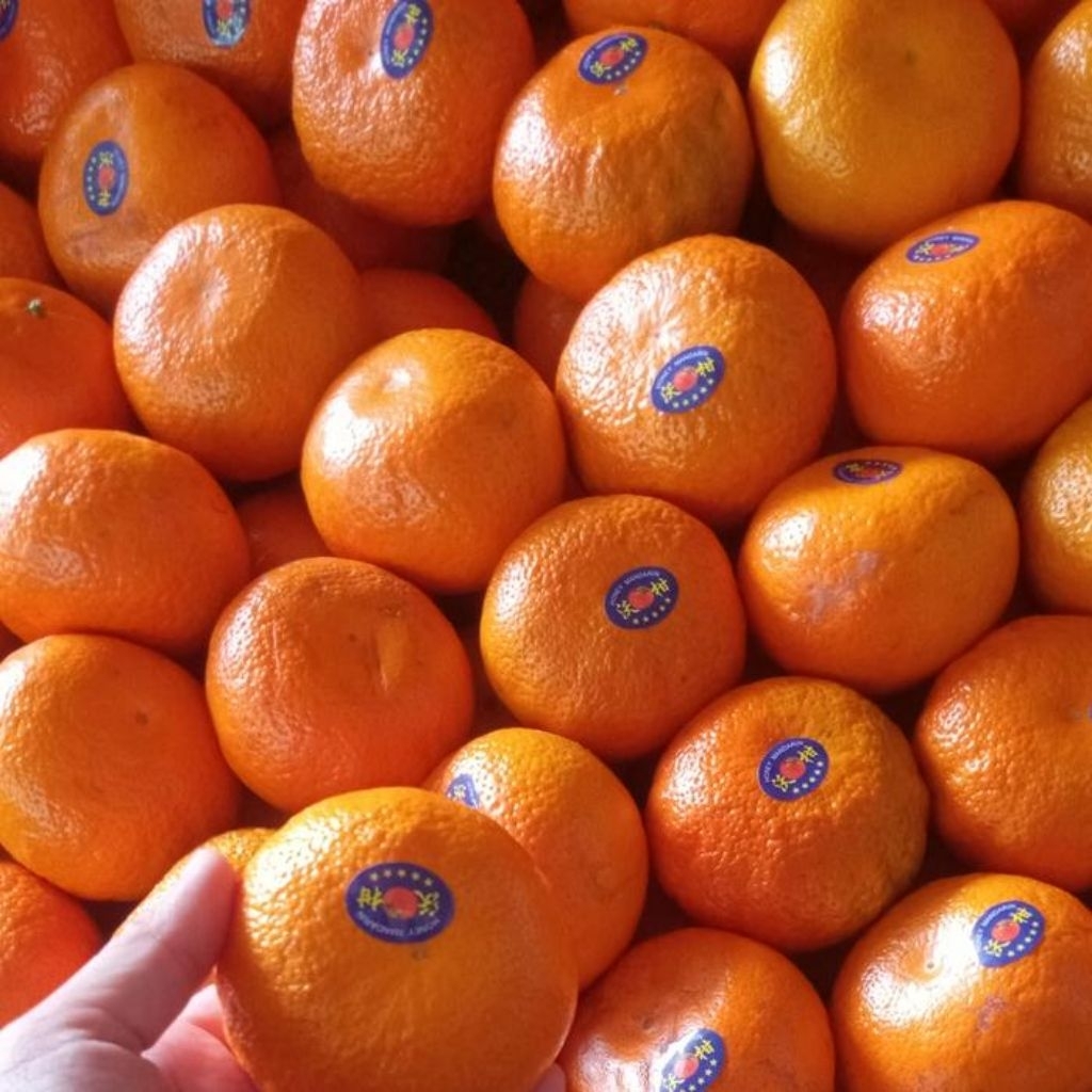 Buah Jeruk Manis