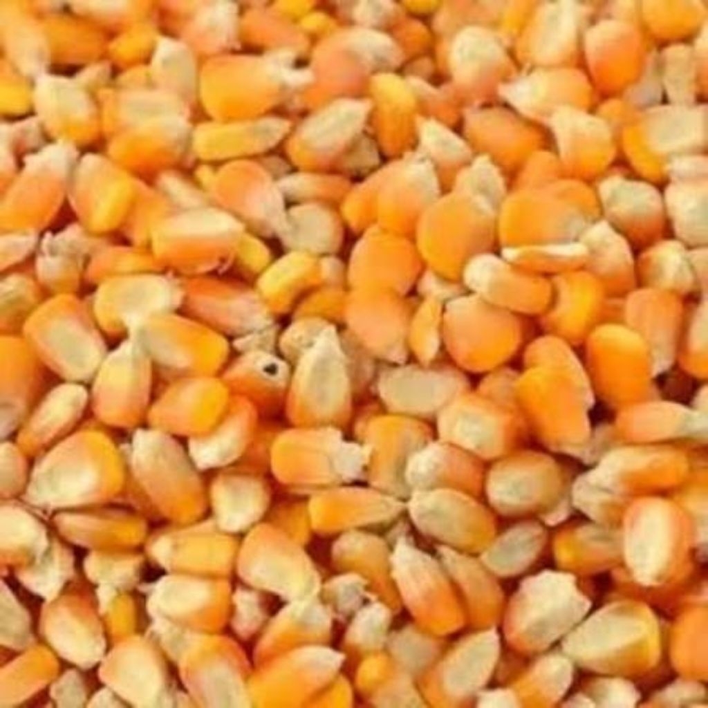 jagung pipil kering