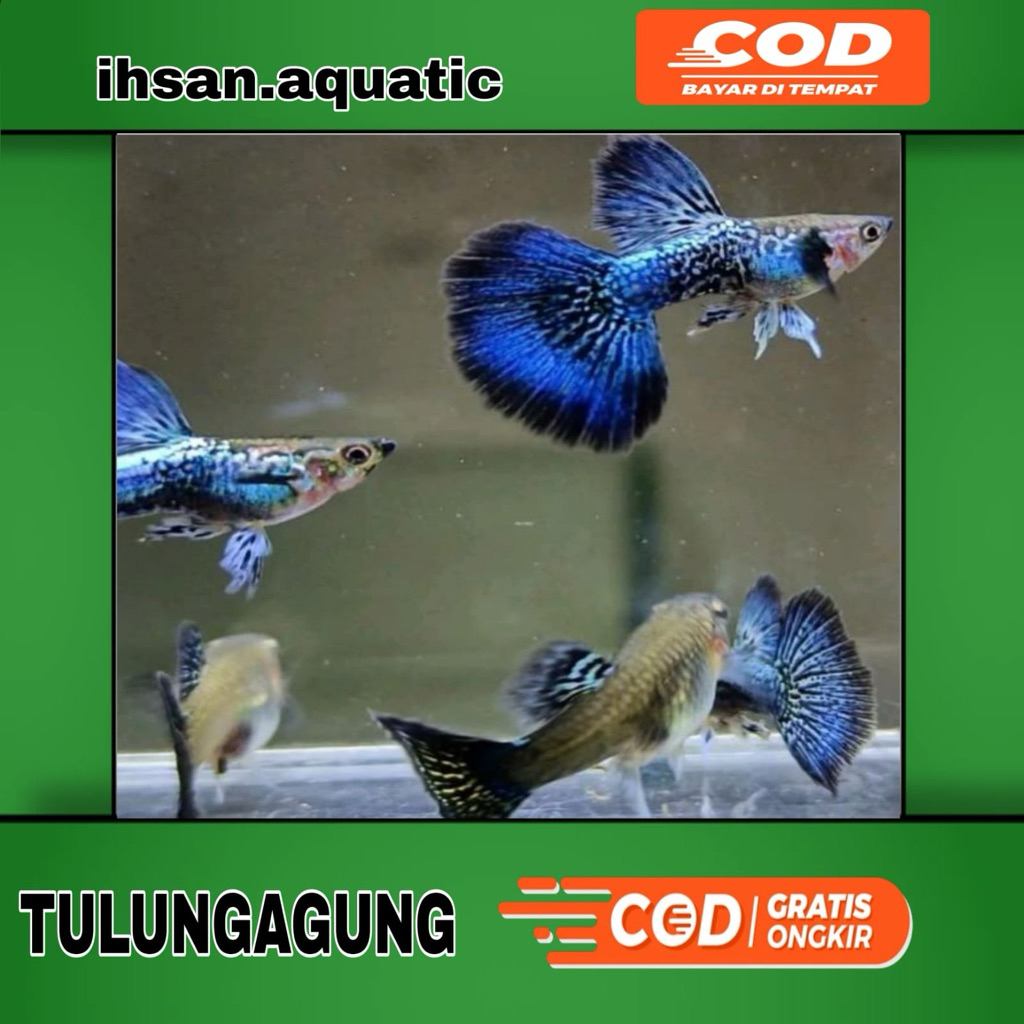 blue IVORY ||guppy sepasang siap breading hiasan aquarium