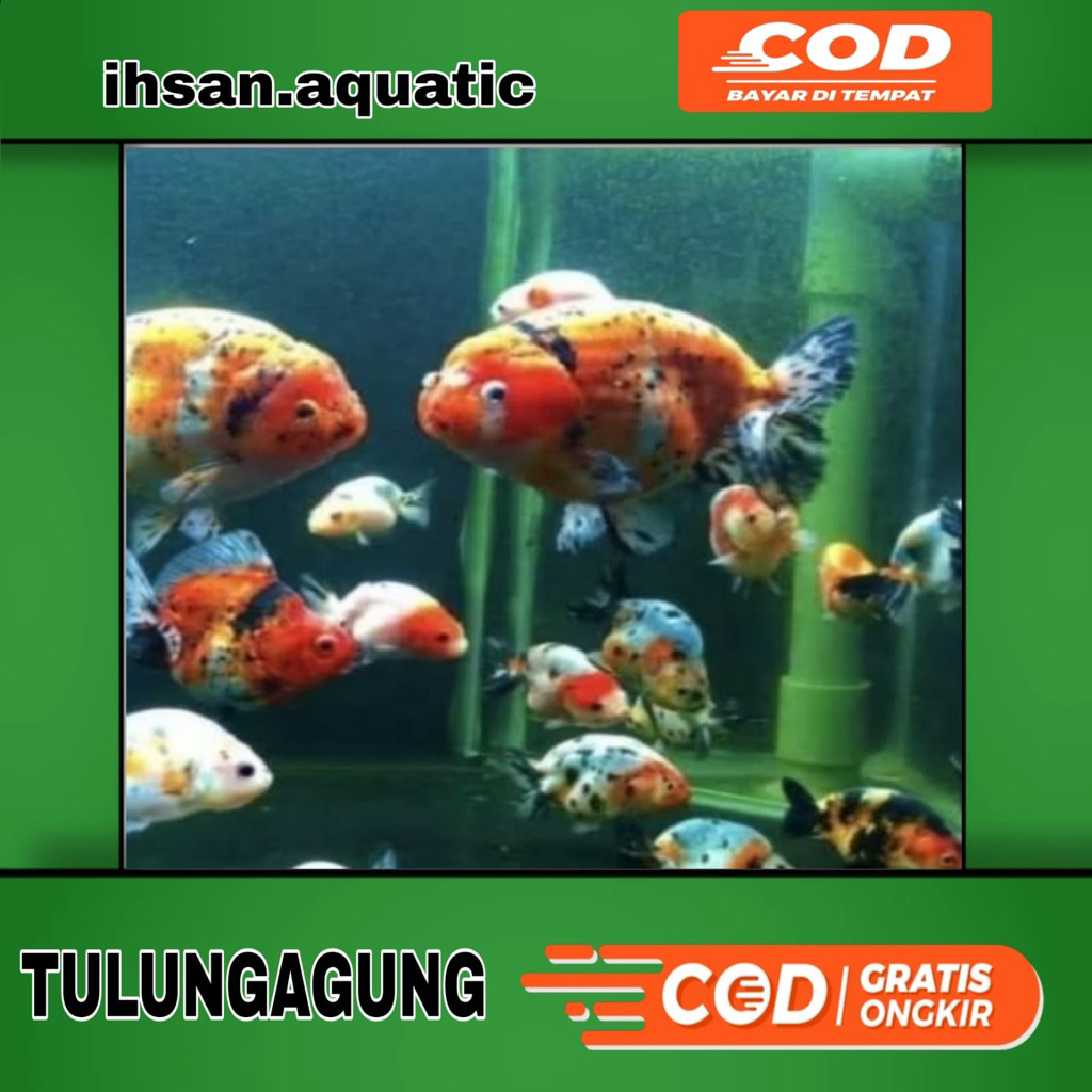 Baby Ranchu pw panca warna jambul buffalo 5-8cm bergaransi