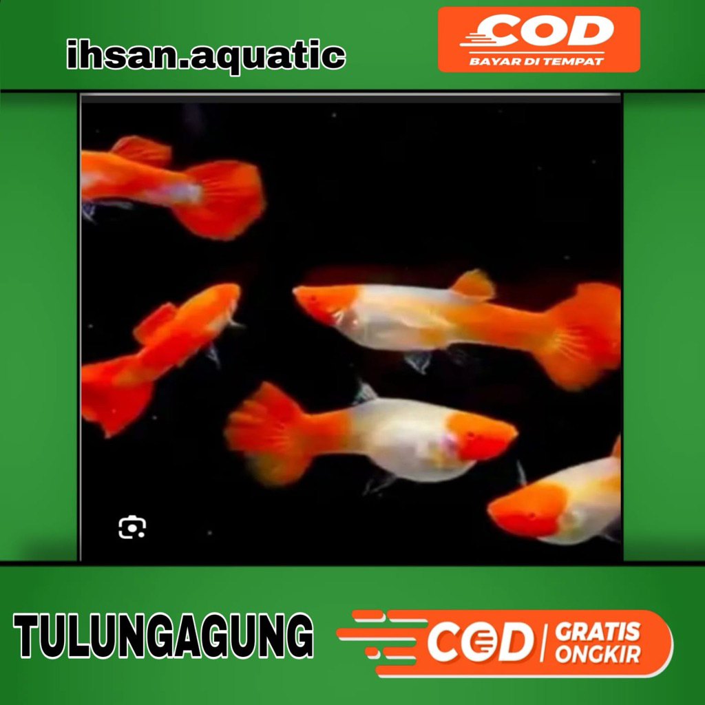 sepasang guppy platinum koi - Guppy lucu siap dikembang biakan