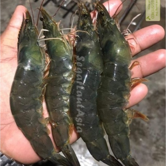 Udang Vaname Segar / Udang Vaname 1Kg / Udang Vaname 30-35 Ekor / Vanamei Shrimp