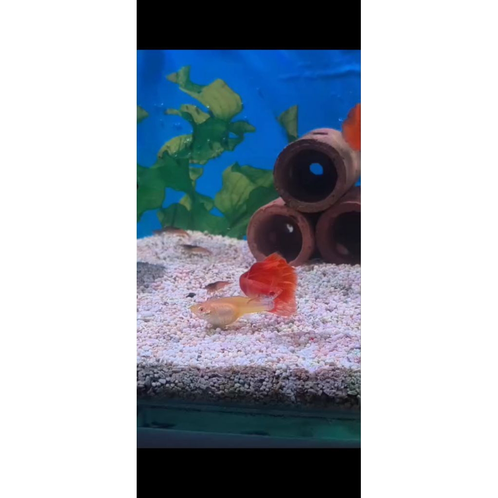 guppy afr indukan sepasang