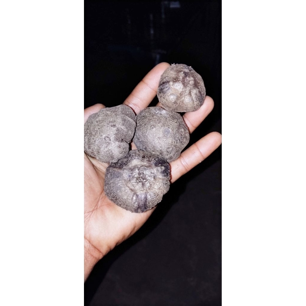 katak Porang/bibit porang